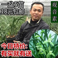 兰花建兰四季兰经典素心 观音素 兰花苗办公室内阳台卧室绿植盆栽(请先与客服确认再下单)