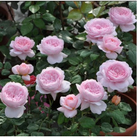 []欧月 日月月季花盆栽月季苗 绿植玫瑰花卉盆栽花苗(请先与客服确认再下单)