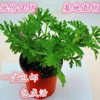 驱蚊草 室内驱杀蚊子香草绿植花卉香叶天竺葵 薰衣草 薄荷 盆栽(请先与客服确认再下单)