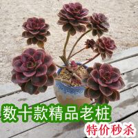 多肉植物大老桩巧克力小老庄悬崖桩多头群生肉肉(请先与客服确认再下单)