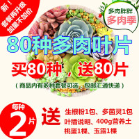 多肉植物叶片叶插叶子绿植(多肉组合)盆栽防辐射迷你植物办公桌(请先与客服确认再下单)