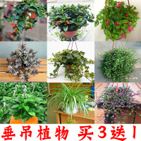 吊兰植物室内常春藤盆栽绿植花卉牡丹金鱼口红吊兰除甲醛净化空气(请先与客服确认再下单)