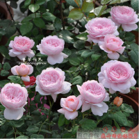 欧洲月季花苗 瑞典女王 四季开花 灌木浓香切花月季 阳台盆栽绿植(请先与客服确认再下单)