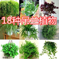 吊兰植物室内常春藤绿萝盆栽金鱼口红金心吊兰吸甲醛绿植净化空气(请先与客服确认再下单)