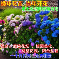 耐寒庭院绿植物 无尽夏 八仙绣球花苗 玫瑰台盆栽四月季开花(请先与客服确认再下单)