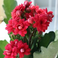 进口巴黎长寿花多肉鲜花绿植盆栽重瓣长寿花净化空气植物花卉盆景(请先与客服确认再下单)