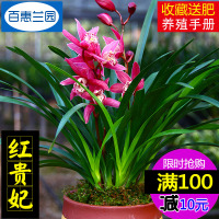 浓香型矮种[红贵妃]兰花苗盆栽室内花卉四季兰建兰绿植好养(请先与客服确认再下单)