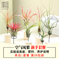 空气凤梨新手套餐室内盆栽客厅盆栽无土绿植花卉(请先与客服确认再下单)