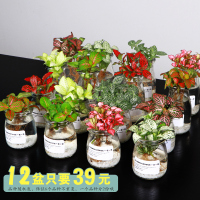 L水培植物布丁瓶财树绿植办公室吊兰绿萝室内绿植花卉盆栽(请先与客服确认再下单)