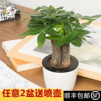 财树盆栽小盆景小树桩花盆植物客厅室内绿植鸿运当头（请先与客服确认再下单）