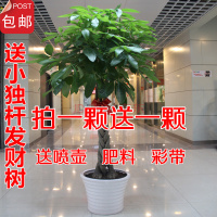 财树盆栽大客厅绿植大型盆景植物室内四季常青辫子独杆乔迁招财(请先与客服确认再下单)