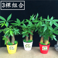 财树盆栽防辐射净化空气办公桌室内小绿植水培财树头绿萝植物（请先与客服确认再下单）