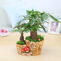 财树盆景 室内客厅 桌面 净化空气 创意大型绿植花卉懒人盆栽（请先与客服确认再下单）