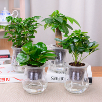 财树幸福树绿萝文竹碧玉水培花卉盆栽办公室内绿植防辐射植物（请先与客服确认再下单）