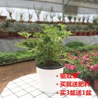 驱蚊草盆栽香草薄荷防蚊植物花卉室内绿植天竺葵庭院夏季食蚊虫草(请先与客服确认再下单)