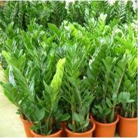 金钱树苗象征荣华富贵室内盆栽花卉绿植财树摇钱树(请先与客服确认再下单)