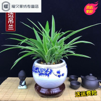 金边吊兰盆栽绿萝财树植物室内花卉吸甲醛植物防辐射桌面小盆景(请先与客服确认再下单)