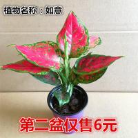 水培财树花草植物绿萝雏菊盆栽富贵竹办公室内花卉绿植如意皇后(请先与客服确认再下单)