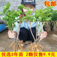 横县重瓣茉莉花苗白茉莉花盆栽茉莉老桩盆景室内阳台庭院绿植（请先与客服确认再下单）