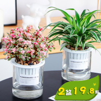 财树绿萝办公室盆栽虎皮兰栀子花室内盆栽文竹绿植花卉水培植物(请先与客服确认再下单)