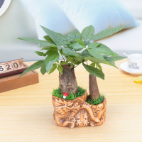 财树绿植四季常青花卉办公室桌面净化空气吸甲醛招财盆栽 秒杀（请先与客服确认再下单）