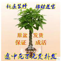 室内花卉 盆景植物财树盆栽 客厅创意花草 大型绿植 净化空气（请先与客服确认再下单）