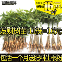 财树盆栽财树苗 辫子财树 迷你盆栽财树小苗财树种苗(请先与客服确认再下单)