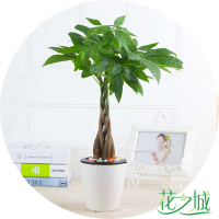 财树盆栽小盆景招财金钱树辫状办公室绿色植物室内花卉客厅绿植(请先与客服确认再下单)