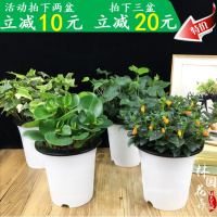 金鱼花常春藤栀子花财树吊兰盆栽盆景花卉绿植水培文竹植物(请先与客服确认再下单)