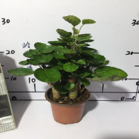福禄桐钱多多 小型金钱兜树盆栽金钱树财树富贵竹七彩马尾盆栽(请先与客服确认再下单)