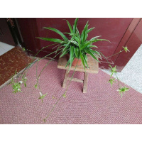 金心金边青叶吊兰盆栽 净化空气垂吊植物 带垂支一一财树(请先与客服确认再下单)