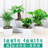 绿萝水培盆栽绿植九里香袖珍栀子花室内盆景水养植物财树(请先与客服确认再下单)