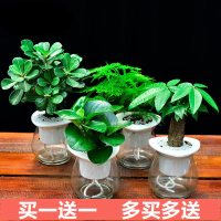 绿植财树花卉盆栽小植物办公室内水培植物芦荟水养宿舍去甲醛（请先与客服确认再下单）