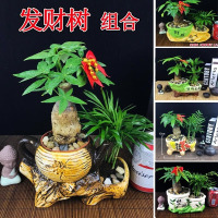 【】财树盆栽客厅办公室盆栽植物室内净化空气绿植花卉（请先与客服确认再下单）