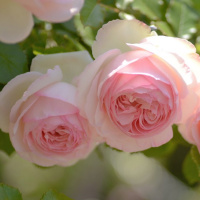 月季龙沙宝石藤本抗病耐热包子爬藤大花庭院开花盆栽花卉花苗(请先与客服确认再下单)