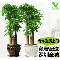 深圳财树盆栽办公室大型植物客厅新房绿植开业乔迁送礼同城配送(请先与客服确认再下单)