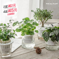 栀子花如意财树室内办公室花卉植物盆栽芦荟绿萝水培绿植盆景（请先与客服确认再下单）