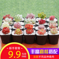 20颗多肉植物套餐组合盆栽办公室防辐射多肉绿植花卉肉肉植物(请先与客服确认再下单)
