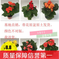 丽格海棠玫瑰海棠花盆栽带花货客厅卧室阳台花卉盆栽四季开花(请先与客服确认再下单)