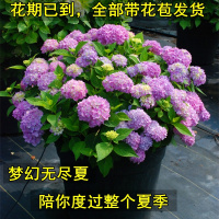 带花货绣球花苗盆栽无尽夏八仙绣球阳台庭院花卉四季开花绣球苗(请先与客服确认再下单)