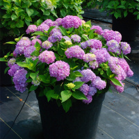 当年开花八仙绣球花苗盆栽无尽夏四季开花不断室内外庭院花卉植物(请先与客服确认再下单)