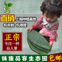 多肉植物花卉大型盆栽嫁接蟹爪兰带根墨西哥米邦塔食用仙人掌(请先与客服确认再下单)