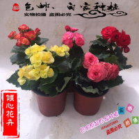 丽格海棠盆栽花卉室内盆栽四季花卉玫瑰海棠花重瓣带花苞货(请先与客服确认再下单)