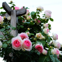 粉色龙沙宝石月季盆栽爬藤攀援植物庭院花卉浓香多季开花赛蔷薇(请先与客服确认再下单)