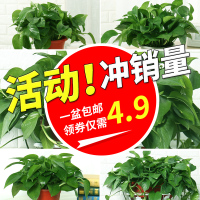 绿萝盆栽室内净化甲醛花卉植物水养绿萝吊兰常绿叶带盆栽好(请先与客服确认再下单)