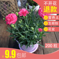 康乃馨种子四季种易活开花不断花种子花草室内外阳台易种盆栽花卉(请先与客服确认再下单)