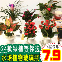 绿萝财树栀子花富贵竹水培植物白红掌吊兰花卉盆栽鲜花办公室养(请先与客服确认再下单)