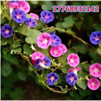 大花朵牵牛花种子爬藤花卉阳台庭院花种子植物花籽混色盆栽喇叭花（请先与客服确认再下单）