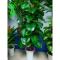 绿植假树81叶滴水观音绿萝仿真植物盆栽大型客厅落地装饰塑料花景