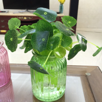 透明玻璃花瓶高颜水培仿真小荷叶绿植物容器家居饰品桌面阳台摆件